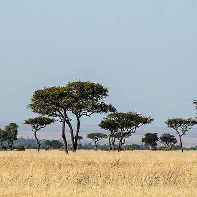 Savanne beim FSJ Afrika