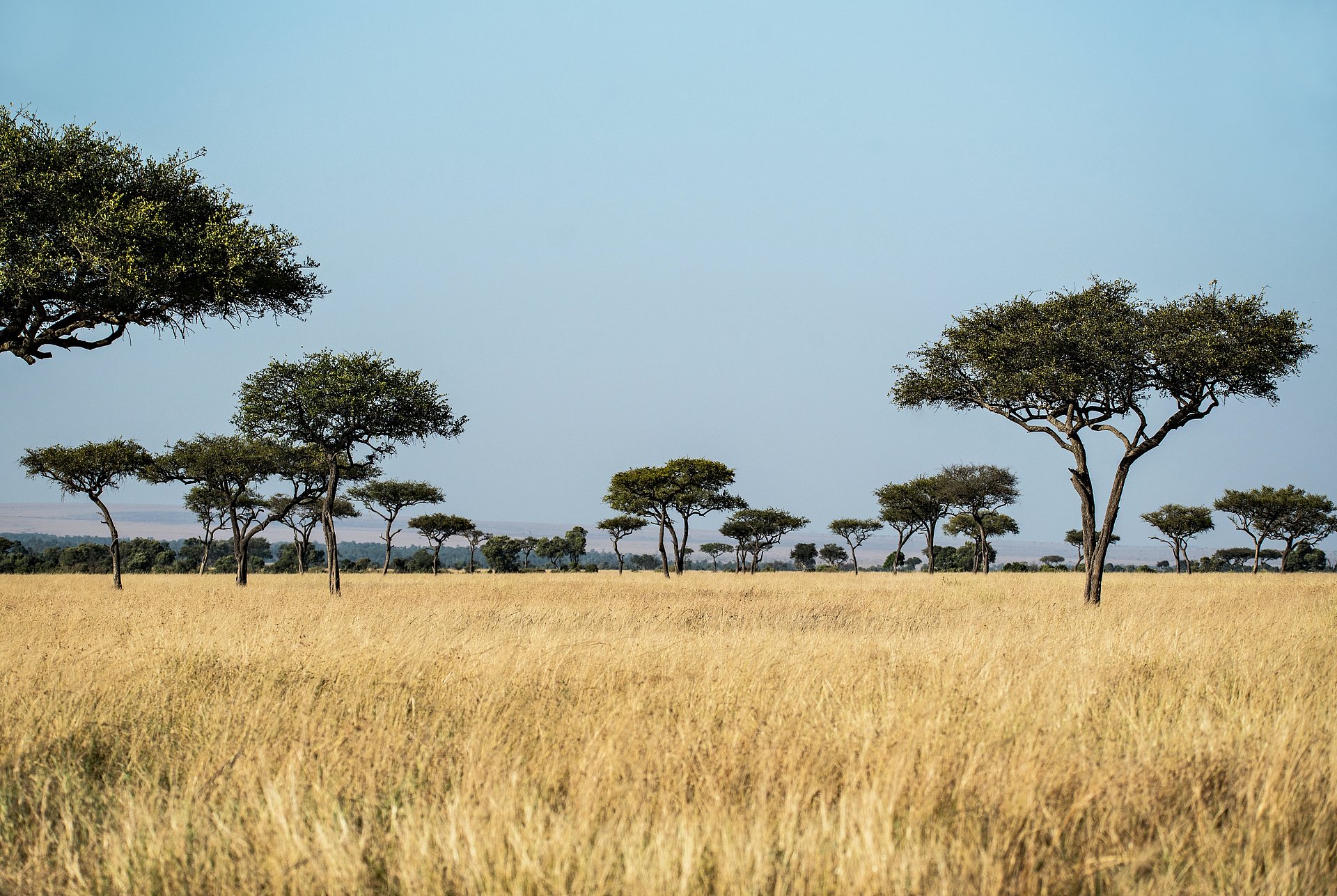 Savanne beim FSJ Afrika