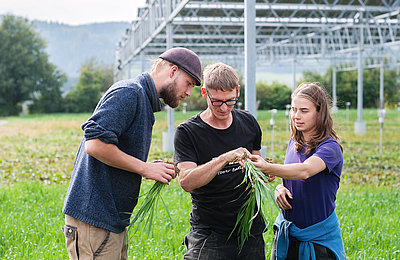 Seminararbeit im FÖJ Ökologie auf dem Feld