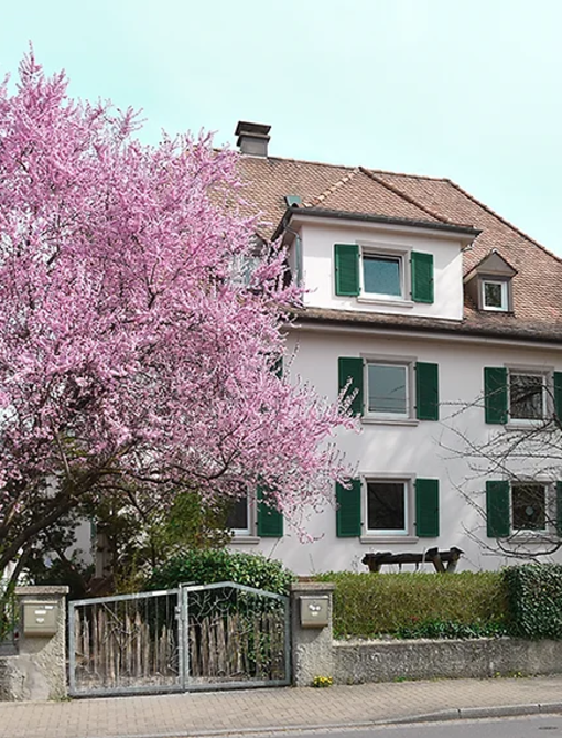 Kirschbaum beim FSJ in Singen