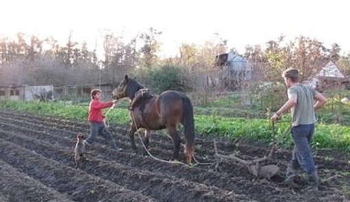 Feldarbeit mit Pferd beim FSJ in Argentinien