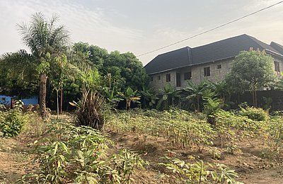 Maniok Beete auf dem Gelände der Goderich Waldorf School
