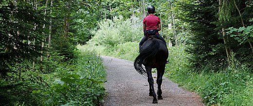 Durch den Wald reiten im FÖJ Ökologie