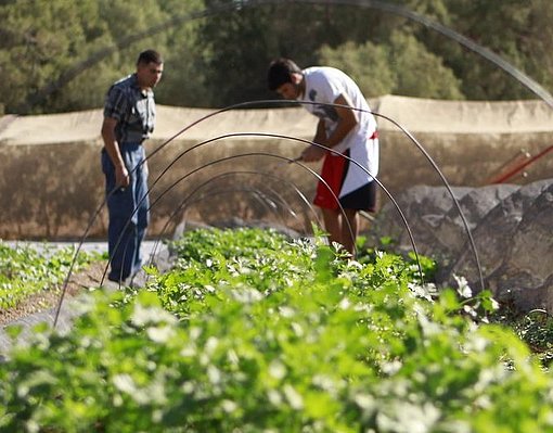 Gartenarbeit beim FSJ auf einem Feld in "Kfar Rafael" in Israel