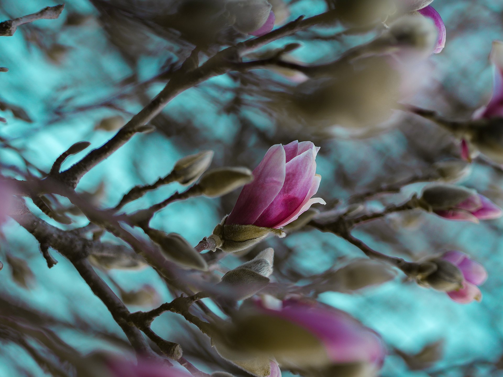Magnolien beim FSJ