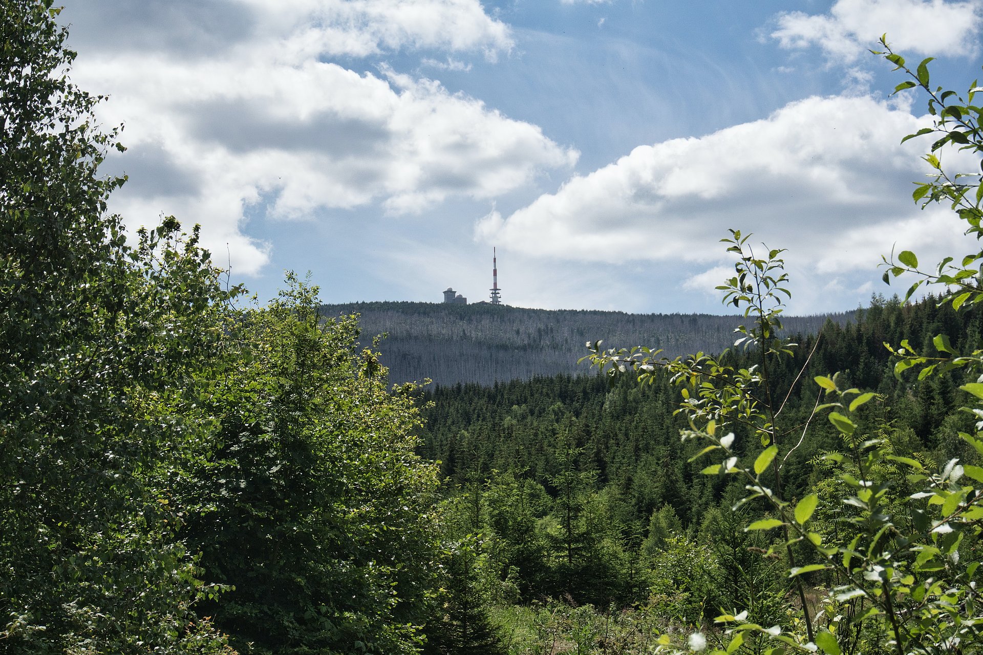 Wälder und kleiner Turm in der Ferne beim FSJ in Sachsen-Anhalt.