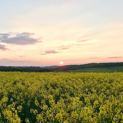 Rapsfeld beim FSJ in Rheinland-Pfalz