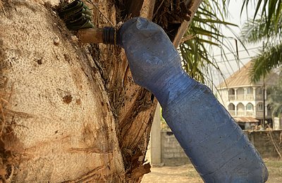 Traditionelle Nutzung der Ölpalme: Über eine kleine Öffnung wird Palmsaft in einer Flasche gesammelt. Aus dem Saft entsteht durch natürliche Gärung der in Sierra Leone verbreitete Palmwein („Poyo“).