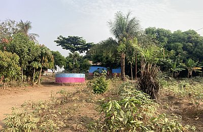Maniok Beete auf dem Gelände der Goderich Waldorf School