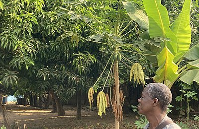 Papaya und Mangobäume Papayabaum auf dem Gelände der Goderich Waldorf School