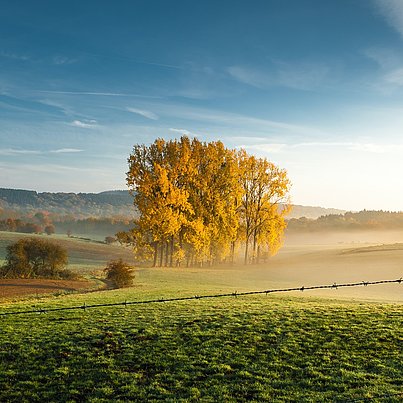 Baumgruppe auf einem Feld beim FSJ in Belgien.