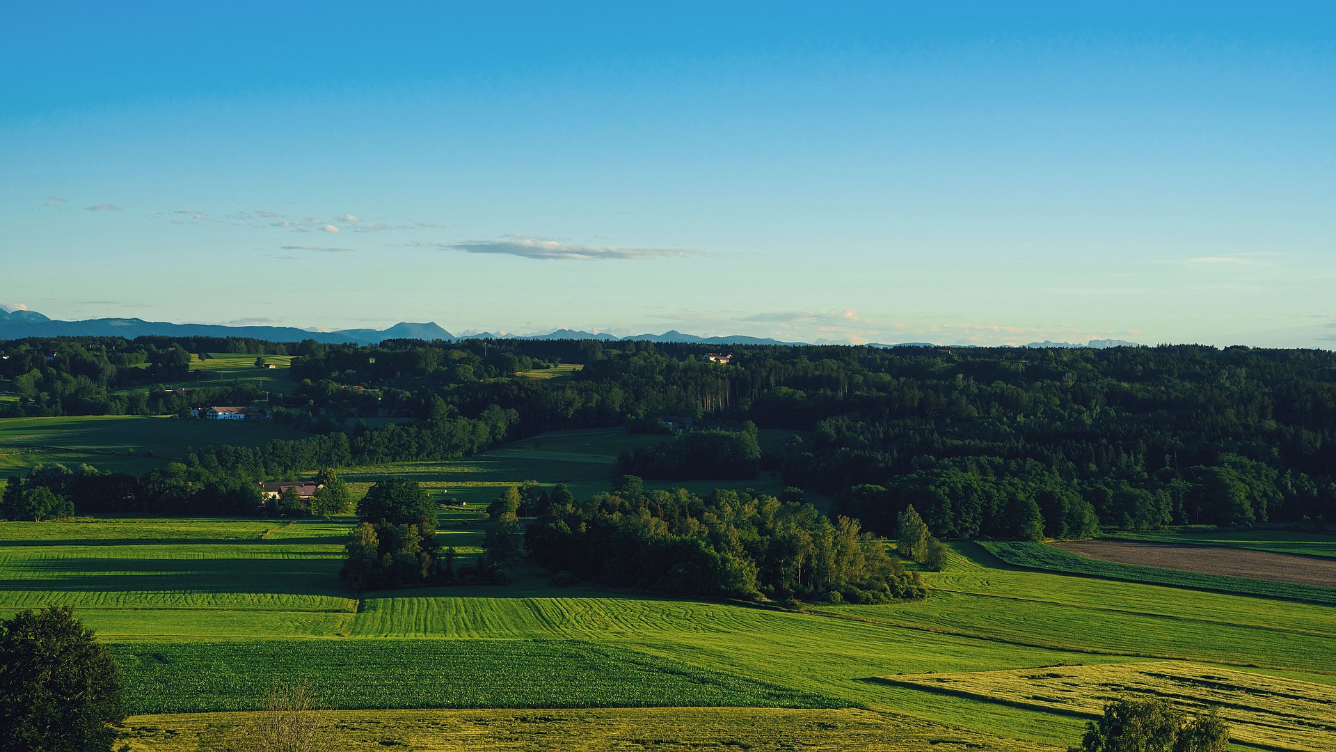 Wiesen und Wälder beim FSJ in Nordrhein Westfalen