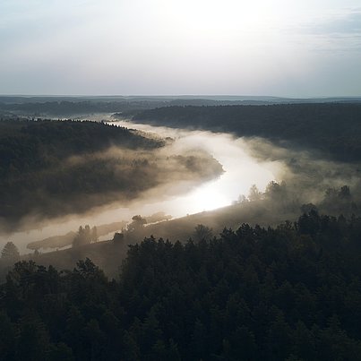 Nebelschwaden im Wald beim FSJ in Russland