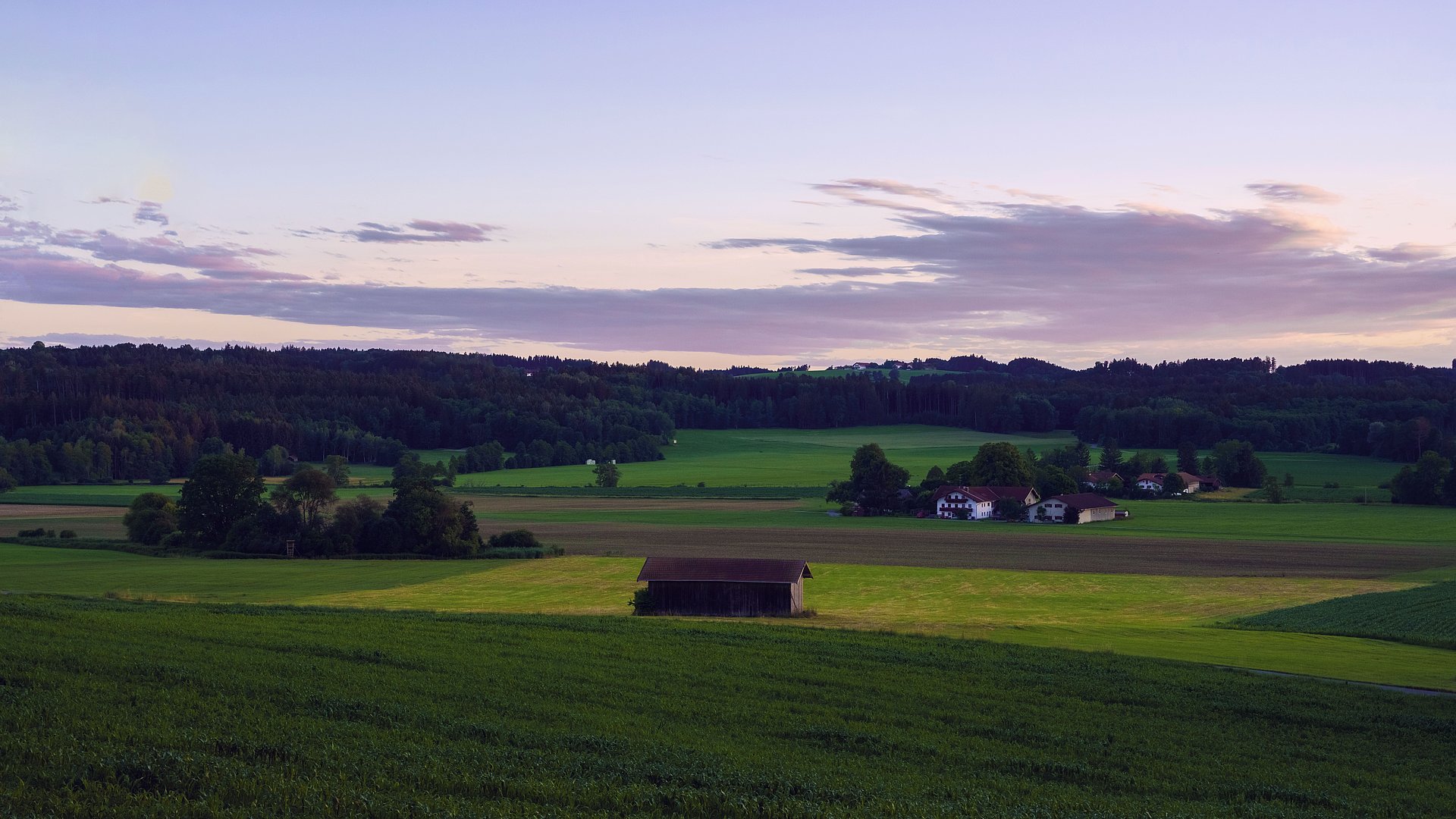 Wiesen und Wald bei Sonnenuntergang beim FSJ in Niedersachsen 