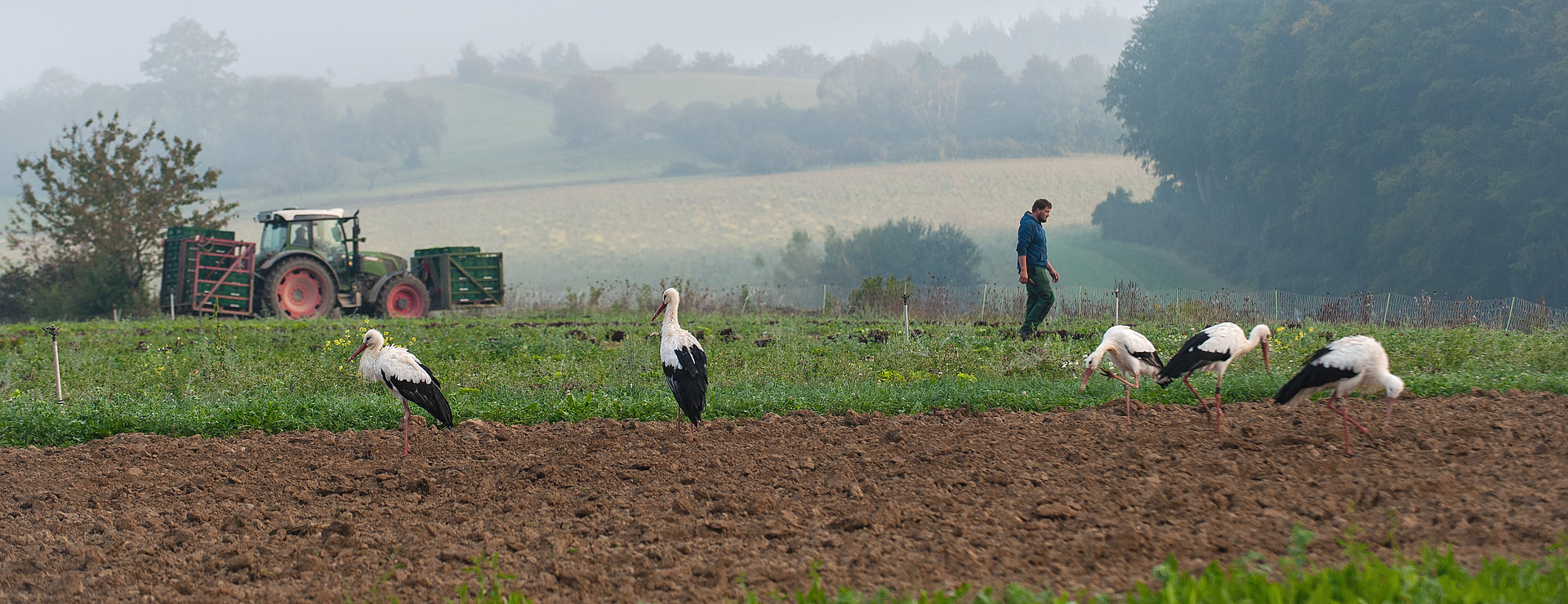 Auf dem Acker mit Storch im FÖJ Ökologie