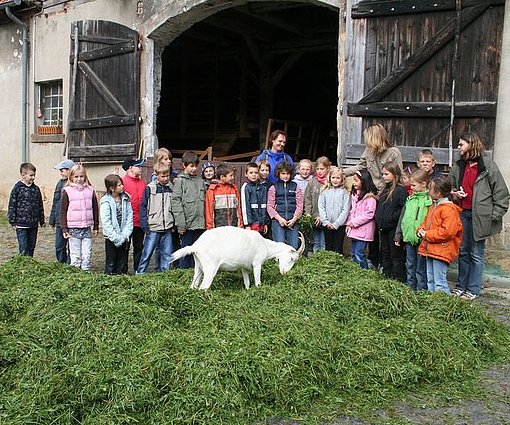 Ziege auf einem Bauernhof beim FSJ in Braunschweig
