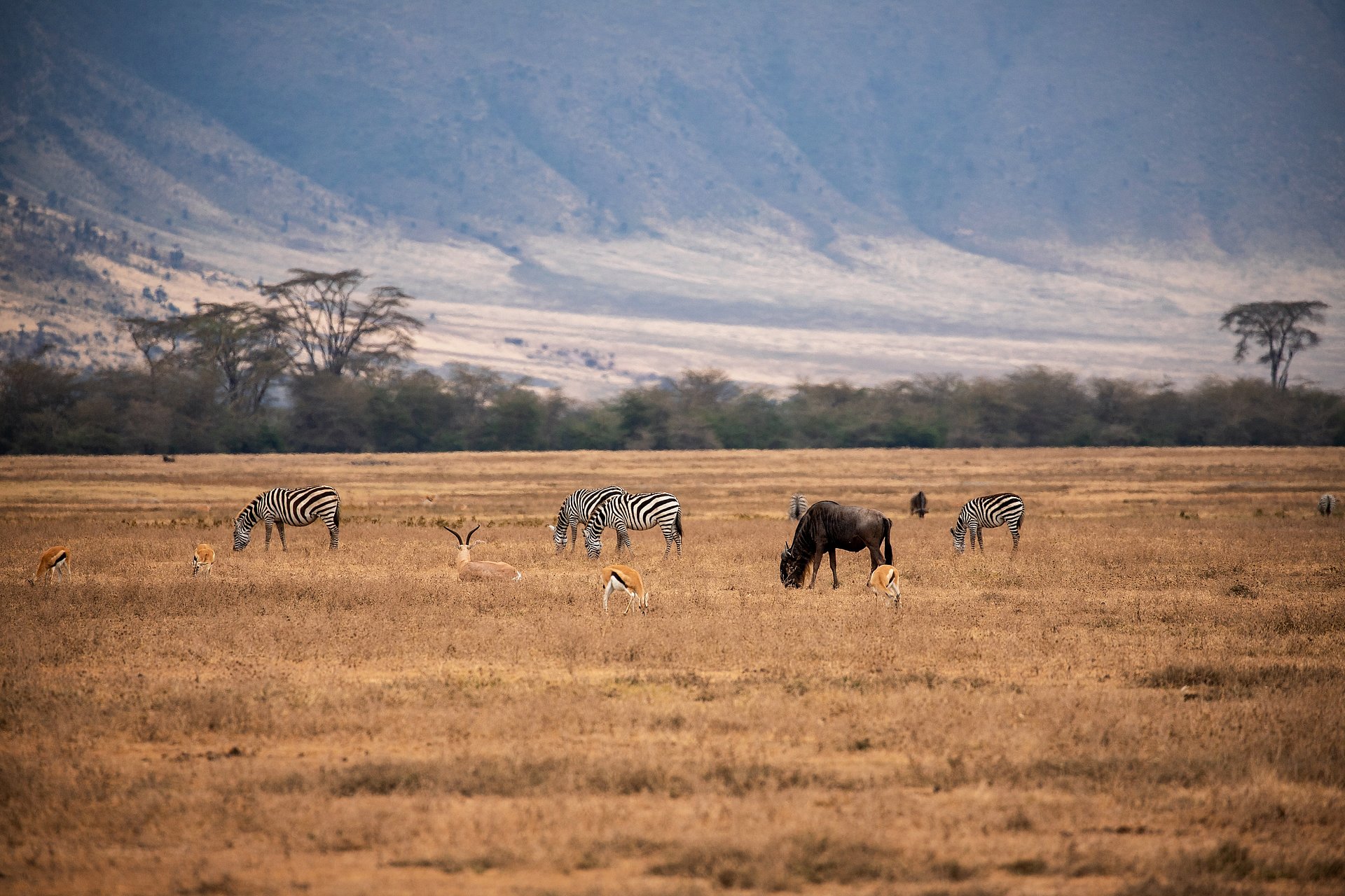 Schöne Landschaft, Zebras und Antilopen beim FSJ in Tansania.