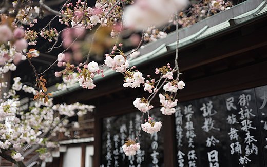 Kirschblüten beim FSJ Asien