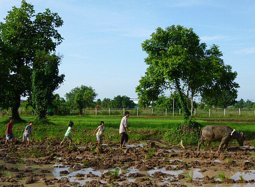 Menschen machen Feldarbeit beim FSJ Thailand
