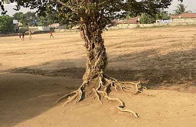 Schattenbaum mit knorriger Wurzel, im Hintergrund Fußball spielende Kinder auf dem Gelände der Goderich Waldorf School