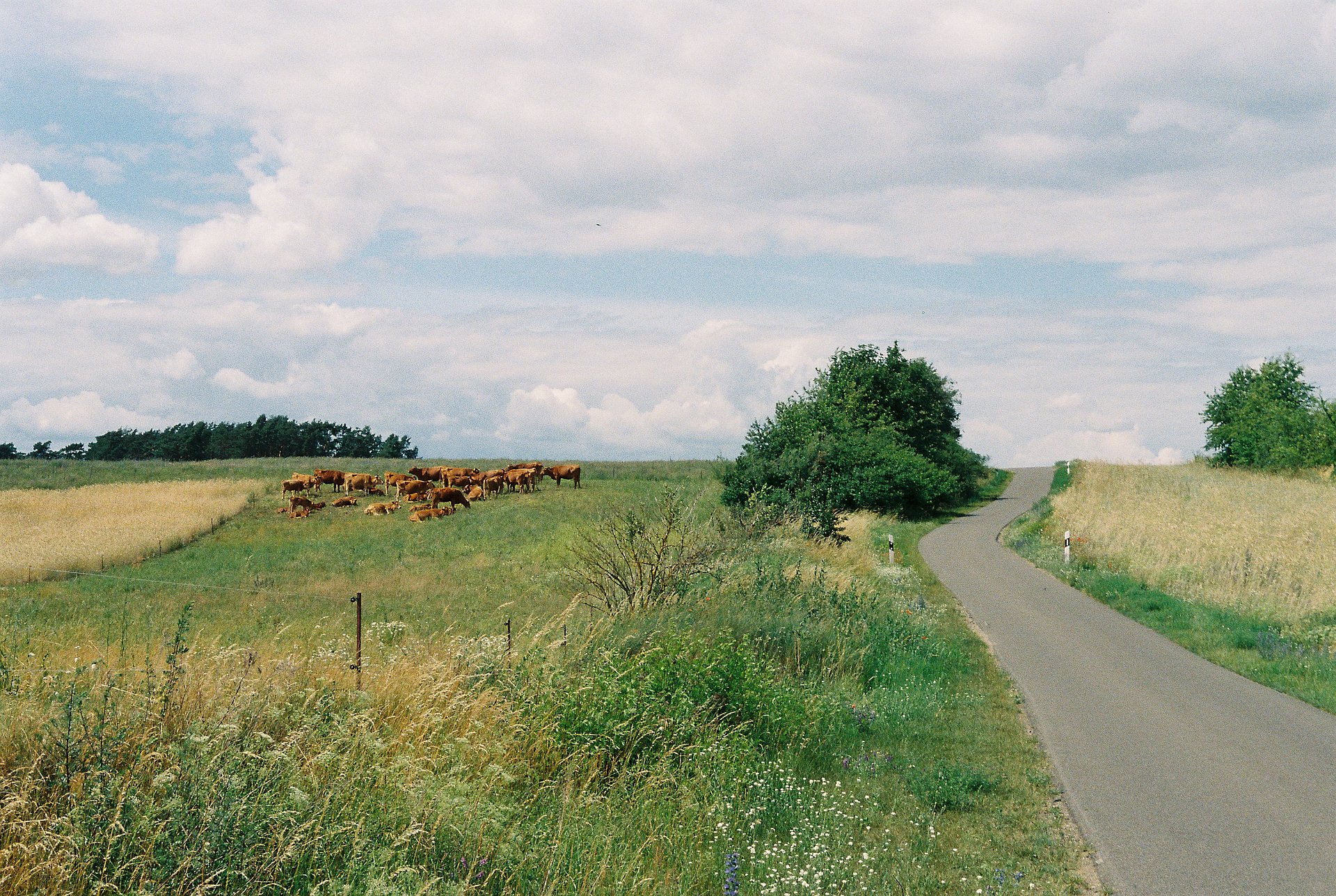Weg und Wiese beim FSJ in Brandenburg