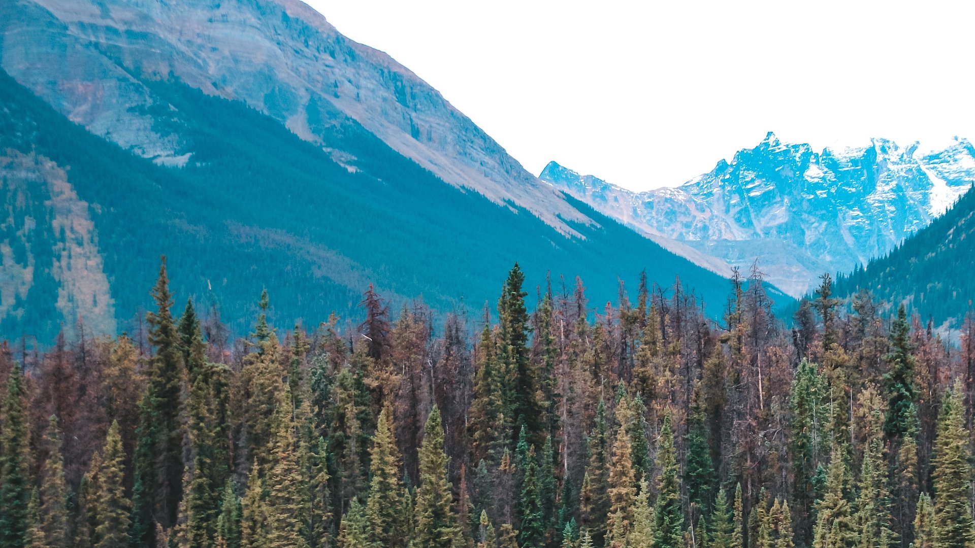 Hirsch, See und Bergen beim FSJ in Kanada