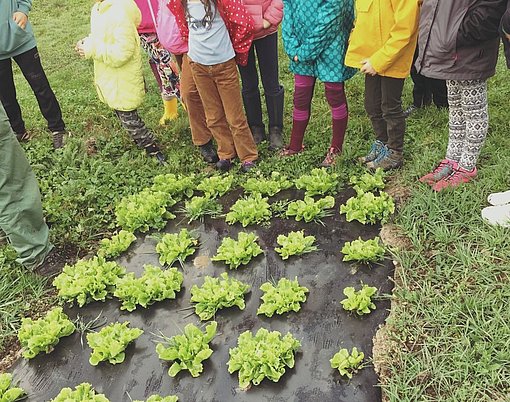 Kinder stehen vor einem Salatbeet beim FSJ in Österreich