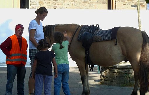 Pferd beim FSJ in Wuppertal