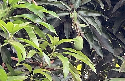sehr häufiger MangobaumPapayabaum auf dem Gelände der Goderich Waldorf School
