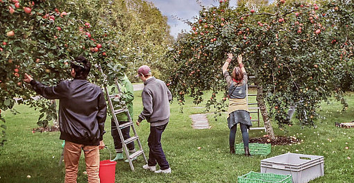 Äpfel ernten beim FSJ in Schweden