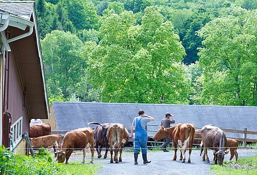 Kühe beim FSJ auf einem Camphill in den USA