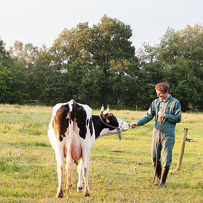 Kühe füttern im FSJ Bauernhof