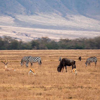 Schöne Landschaft, Zebras und Antilopen beim FSJ in Tansania.