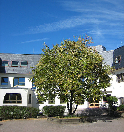 Schule und Baum beim FSJ in München