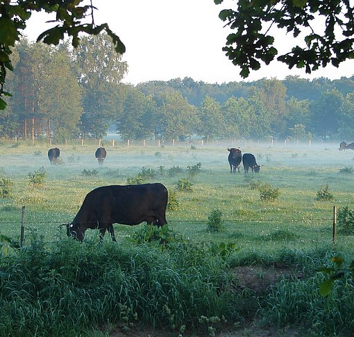 Rinder grasen auf einer nebligen Weise im FÖJ Bauernhof