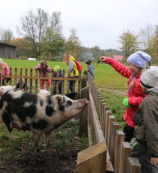 Kinder füttern Schweine beim FSJ im Dorfprojekt Juchowo in Polen.