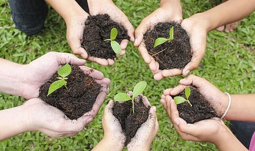 Hände halten Erde und kleine Pflanzen beim FSJ in Landshut
