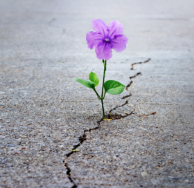 Lilafarbene Blume bricht durch Asphalt